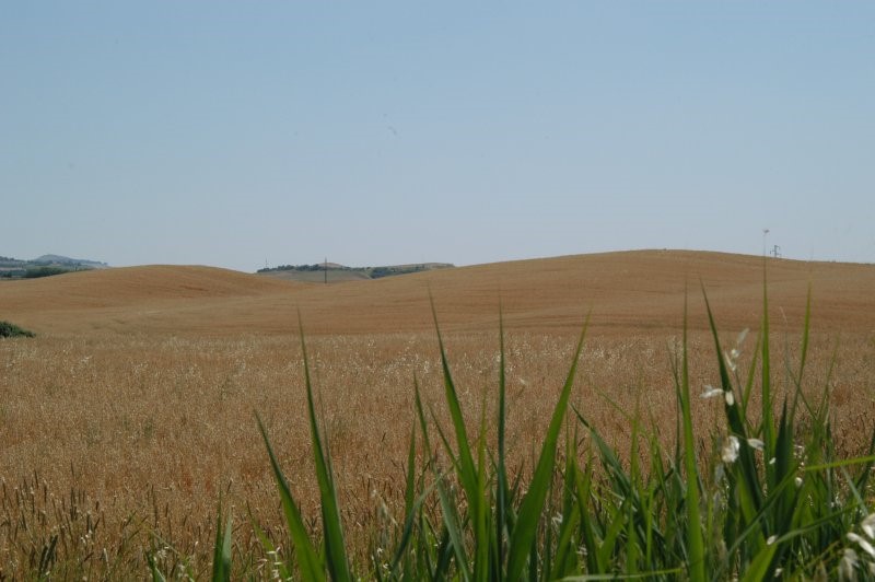 bibbona-campagna